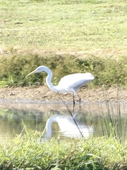 Ardea alba egretta