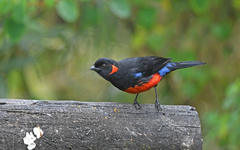 Anisognathus igniventris