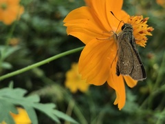 Pelopidas mathias