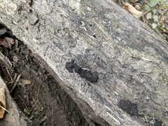 Jackrogersella multiformis