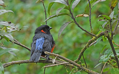 Anisognathus igniventris