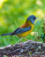 Phrygilus patagonicus