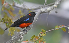 Anisognathus igniventris