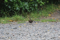 Turdus merula merula
