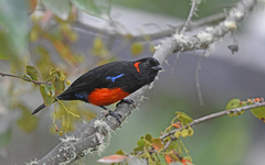 Anisognathus igniventris