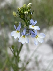 Lobelia