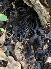 Xylaria longipes