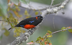 Anisognathus igniventris