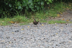 Turdus merula merula