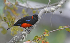 Anisognathus igniventris