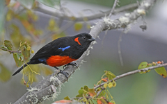 Anisognathus igniventris