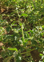 Atriplex suberecta
