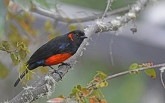 Anisognathus igniventris