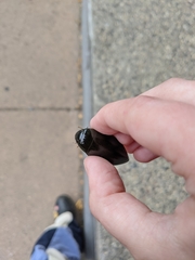 Hydrophilus triangularis