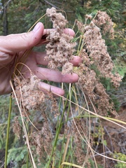 Scirpus cyperinus