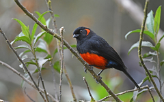 Anisognathus igniventris