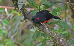 Anisognathus igniventris