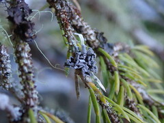 Erioderma sorediatum