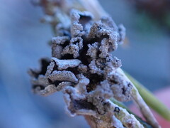 Erioderma sorediatum