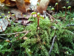 Brachytheciastrum velutinum