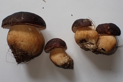 Boletus aereus