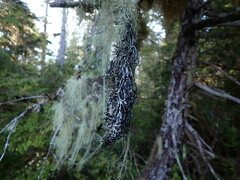 Hypogymnia duplicata