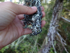 Hypogymnia duplicata