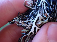 Hypogymnia duplicata