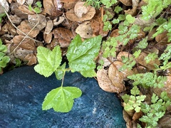 Platanus