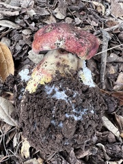Butyriboletus querciregius