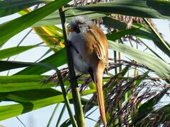 Panurus biarmicus