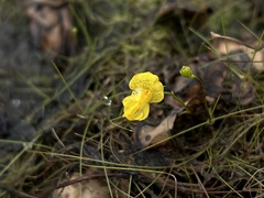 Utricularia gibba