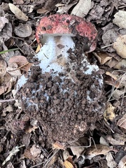 Butyriboletus querciregius