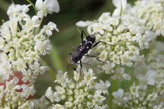 Chlorophorus sartor