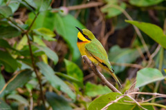 Merops pusillus pusillus