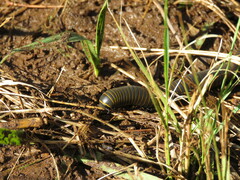 Diplopoda