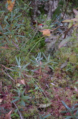 Andromeda polifolia glaucophylla