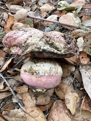 Rubroboletus eastwoodiae