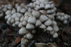 Mycena