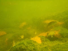 Lutjanus griseus