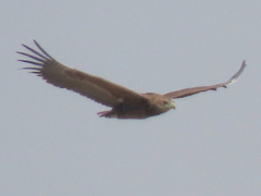 Terathopius ecaudatus