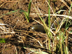 Diplopoda
