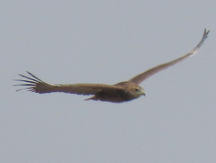 Terathopius ecaudatus