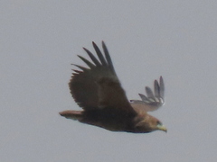 Terathopius ecaudatus