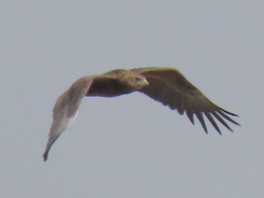 Terathopius ecaudatus