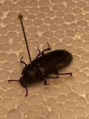 Tenebrio molitor