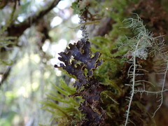 Pseudocyphellaria citrina
