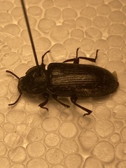 Tenebrio molitor