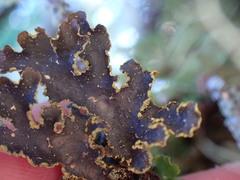 Pseudocyphellaria citrina