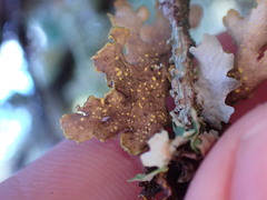 Pseudocyphellaria citrina
